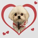 Boutique Teacup Puppies - ashley andersen - Photo 2 - comment #2239181