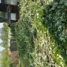 Asplundh Tree Expert - Problem resulting from tree trimming - Photo 1 - comment #2383790