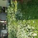 Asplundh Tree Expert - Problem resulting from tree trimming - Photo 2 - comment #2383790
