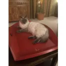 Donna Sacra Rummage with Care/Baby Balinese - Kitten adoption - Photo 1 - comment #2286172