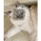 Donna Sacra Rummage with Care/Baby Balinese - Kitten adoption - Photo 1 - comment #2404225
