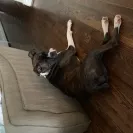 Carbine Boxers - Boxer breeding - Photo 1 - comment #2183612