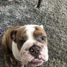 Tank R Tots - Sold sick dog with out proper paperwork of litter being registered - Photo 1 - update #2191065