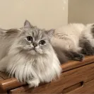 Meow Meadows - Ragamuffin cat breeder - Photo 1 - comment #2565451