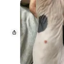 Skinisin Cattery - Sick cats - Photo 1 - comment #2269969