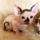Skinisin Cattery - Sick cats - Photo 2 - comment #2269969