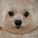 Coral Springs Animal Hospital - Bad service - Photo 1 - comment #1620530