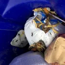 Wendy’s - $5 Big Bag, Burger, Nuggets Fries & Drink (3 of them) - Photo 3 - update #2210324
