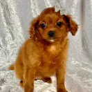 Buckeye Puppies - Seller/breeder - Betty Stutzman / Wayne Miller - Photo 1 - comment #2509723