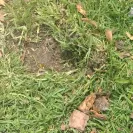 Chop And Drop Tree Service of Virginia Beach - Tree removal - Photo 2 - comment #2425951