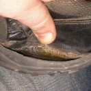 New Balance Athletics - New Balance Work Shoes Self—Destructing - Photo 4 - comment #2226327