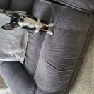 Value City Furniture - Sofa pure promise protection issue - Photo 1 - comment #2273805