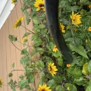 Yard Works - Yardworks proflex fibre hose  50' length 5/8" diameter psi lb / POa 500 - Photo 1 - comment #2242203