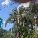 Tampa Electric / Teco Energy - Tree triming - Photo 2 - update #2242345