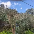 Tampa Electric / Teco Energy - Tree triming - Photo 1 - update #2242345