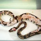PetSmart - they don't sell feeder mice - Photo 1 - comment #1107850