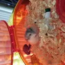 PetSmart - return policy on live animals - Photo 1 - comment #2156626