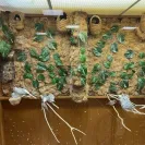Living Design - I would like to see a refund for several month of not physically maintaining the bird aviary. - Photo 1 - comment #2269841