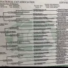 Unhappycatcustomer - Kitten - Photo 8 - update #2269968