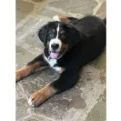 BuckEyePuppies.com - Puppy being ill - Photo 2 - comment #2414852