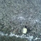 Sears - roof leaking - Photo 2 - comment #1306713