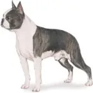 Southwest Bulldogs - SCAM! - Photo 1 - comment #683589