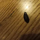 Olive Garden - Cold food, management - Photo 1 - comment #2520722