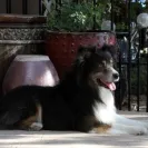 Boldheart Mini Aussies - irresponsible scamming bredder - Photo 1 - comment #1904266