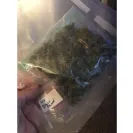 Ganja Estates - WARNING: Ganjaestate.com is a Scam - Do Not Buy from Them! - Photo 1 - comment #2523702