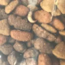 Purina - Complete Adult Chicken Flavor-- Sku#017800-10025 - Photo 1 - comment #2411733