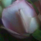 Bloomex - buyer beware - rip off - fraud - Photo 1 - comment #1098074