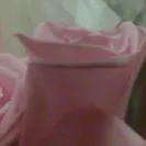 Bloomex - buyer beware - rip off - fraud - Photo 7 - comment #1098074