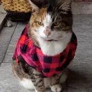 ASPCA Pet Health Insurance - Charity Mail  - Photo 1 - update #2540885