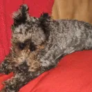 Skansen Kennel - Puppy mill - Photo 1 - update #408915
