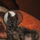 Skansen Kennel - Puppy mill - Photo 1 - update #541398