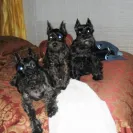 Skansen Kennel - Puppy mill - Photo 1 - update #800799