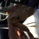 Pollo Tropical - charging me for higher price than what I ordered - Photo 1 - comment #1519555