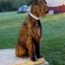 Southern Roc Airedales - poor business practices - Photo 1 - comment #1330066