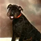 Southern Roc Airedales - poor business practices - Photo 1 - comment #1330069