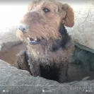 Southern Roc Airedales - poor business practices - Photo 1 - comment #1729841