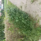 Safeguard Properties - Awful company - Photo 1 - comment #2251622