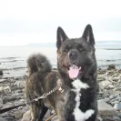 Eagle Valley Kennel-Debbie Shilling-Mason - German Shepherd Papers - Photo 2 - comment #1005720