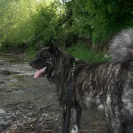 Eagle Valley Kennel-Debbie Shilling-Mason - German Shepherd Papers - Photo 3 - comment #1005720