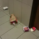 McDonald's - Why are your ordering diet coke? - Photo 3 - comment #1175704