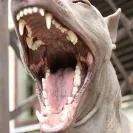 Jack Sterling Thai Ridgeback Dogs - Thai Ridgeback Dog puppy mill - Photo 1 - comment #1300489