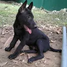 Jack Sterling Thai Ridgeback Dogs - Thai Ridgeback Dog puppy mill - Photo 1 - comment #1320181