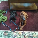 Jack Sterling Thai Ridgeback Dogs - Thai Ridgeback Dog puppy mill - Photo 1 - comment #1320225