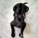 Jack Sterling Thai Ridgeback Dogs - Thai Ridgeback Dog puppy mill - Photo 1 - comment #1323443
