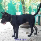 Jack Sterling Thai Ridgeback Dogs - Thai Ridgeback Dog puppy mill - Photo 1 - comment #1324283