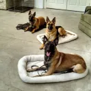 Jack Sterling Thai Ridgeback Dogs - Thai Ridgeback Dog puppy mill - Photo 1 - comment #1326410